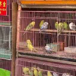 伯母雀档:佛山市顺德区