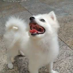 一矣寵物家庭式训练&寄养:佛山市顺德区