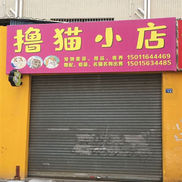 撸猫小店:佛山市顺德区