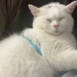 浚鑫宠物:佛山市顺德区