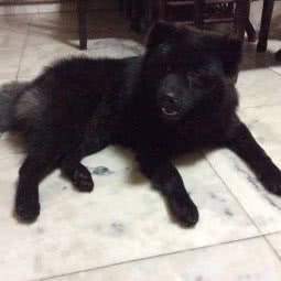 宠咖PET HOUSE:佛山市顺德区