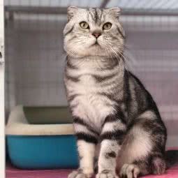 惠民宠物日用品店:佛山市顺德区