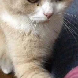 初心猫舍:佛山市顺德区