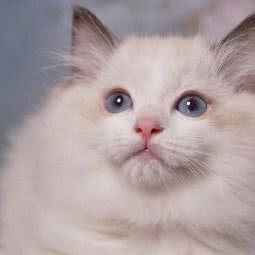 Boss Cats猫舍:佛山市顺德区