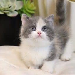 联信宠物狗场猫舍犬舍:佛山市顺德区