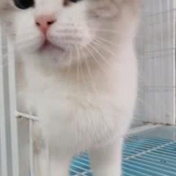 广东德联宠物狗场猫舍犬舍(选宠区):佛山市顺德区