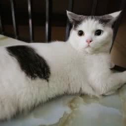 杰希宠物诊所:佛山市顺德区