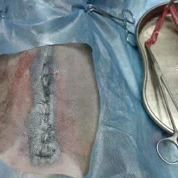 思宠动物诊所:佛山市顺德区