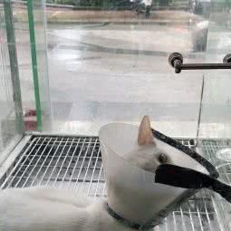 帝宠动物诊所(南源路店):佛山市顺德区