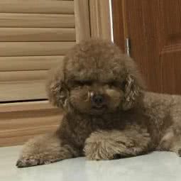 名门宠物(颐璟蓝天店):江门市新会区