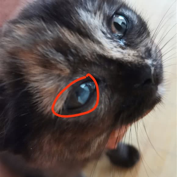 宠宠欲动:江门市新会区