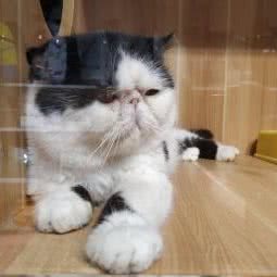 猫友会:北京城区东城区雍和宫/地坛附近