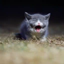 安淇宠物诊所:江门市新会区