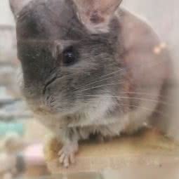 ZS-Meow萌宠:沈阳市沈河区中街/故宫附近