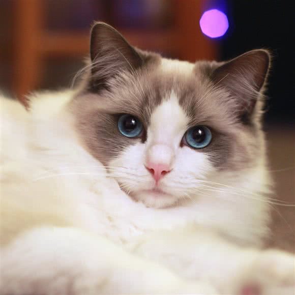 犬太郎宠物店:江门市开平市