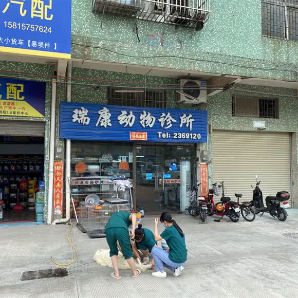 瑞康动物医院:江门市开平市