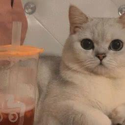 M喵树洞:沈阳市沈河区中街/故宫附近