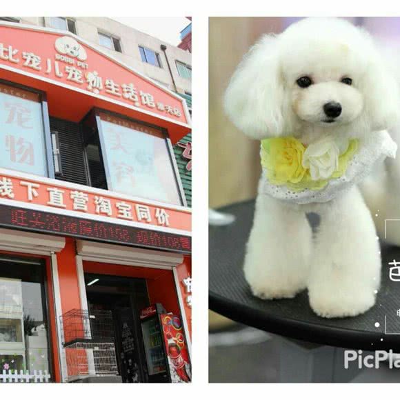 芭比宠儿宠物生活馆(奉天街店):沈阳市沈河区奉天街沿线附近