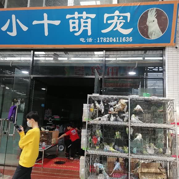 小十萌宠:湛江市赤坎区