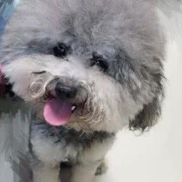 寵美乐宠物会馆:湛江市霞山区