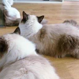 一宠宠物生活馆:湛江市廉江市