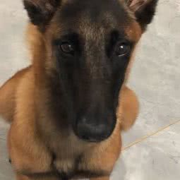 有灵宠物诊所:湛江市廉江市