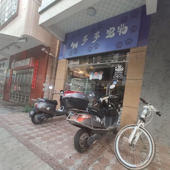 多多宠物:湛江市吴川市