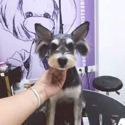 狗小姐专业宠物美容:肇庆市端州区