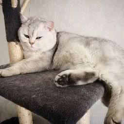 宝月宠物用品店:肇庆市端州区