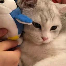 MONSTER PET CLUB猫科动物生活馆:肇庆市端州区