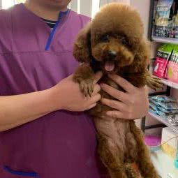 沈阳安悦康狗狗:沈阳市沈河区东陵路/沈阳农业大学附近