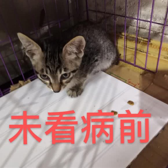 倍思宠宠物诊所:肇庆市高要区