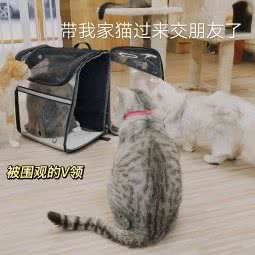 SIGNAL CATTERY:肇庆市四会市