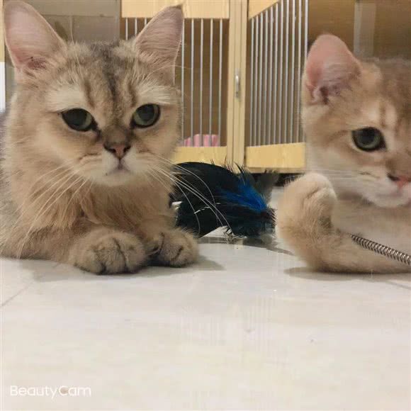 乐宠:肇庆市四会市