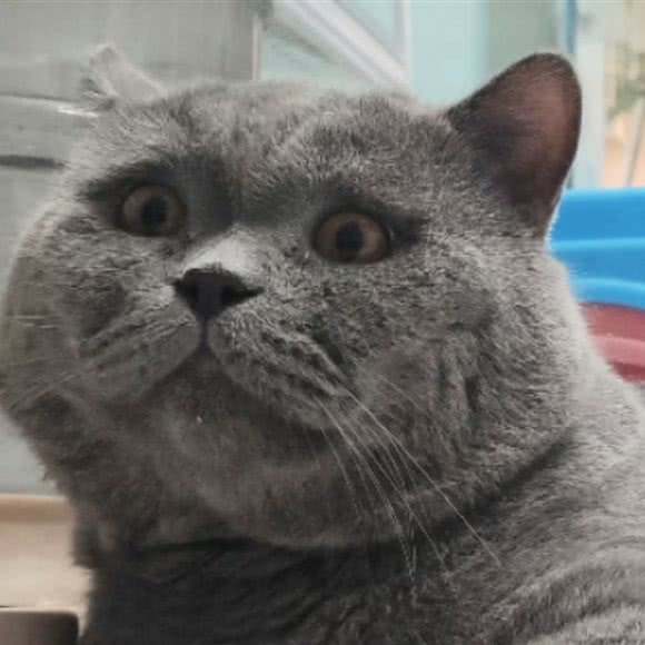 Blue猫咖宠物店:肇庆市四会市