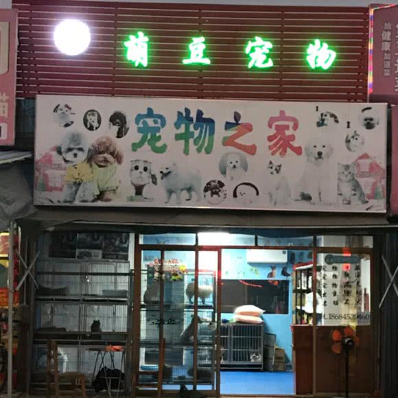 萌豆宠物:肇庆市四会市