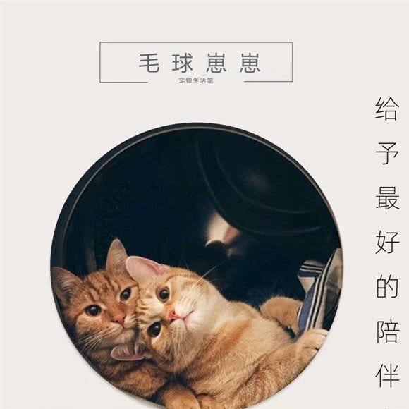 毛球崽崽宠物生活馆:惠州市惠阳区