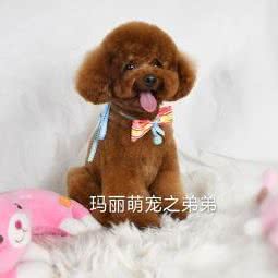 玛丽萌宠咖啡店:惠州市惠阳区