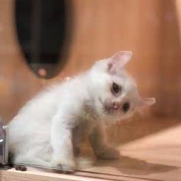 瑞莎 猫馆:惠州市惠阳区