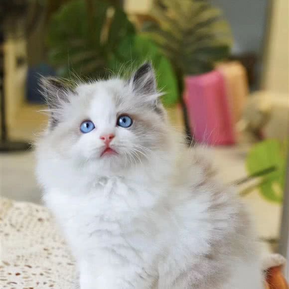 多萌猫舍:惠州市惠阳区