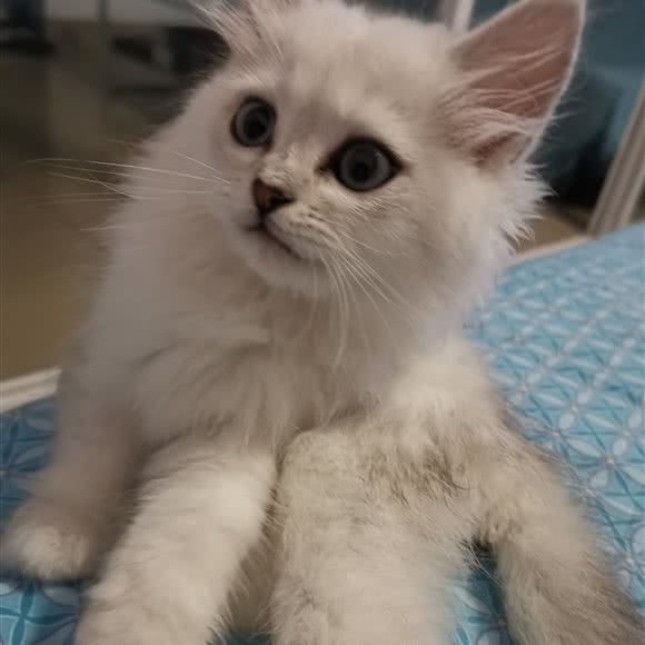 星宠猫咪:惠州市惠阳区