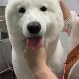 I gogo 狗狗美容工作室:惠州市博罗县