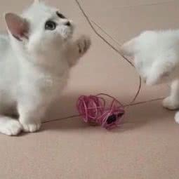 萌喵猫咖:惠州市博罗县