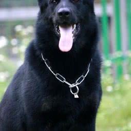 木头人犬舍:惠州市博罗县