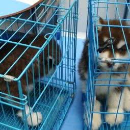 狗神犬舍(上河坊店):惠州市博罗县