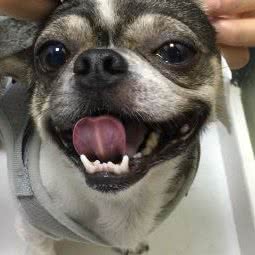 凯多宠物医院:惠州市惠东县