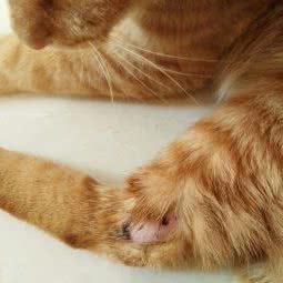 宠爱宠物诊所:惠州市惠东县