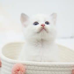 Hello pet ·有家宠物店(有家宠物店):梅州市大埔县