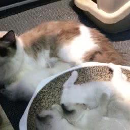 萌宠阁:梅州市丰顺县