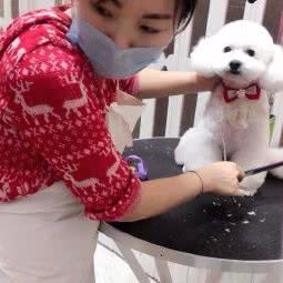 李丹宠物造型设计工作室:沈阳市沈河区文艺路/文化路附近